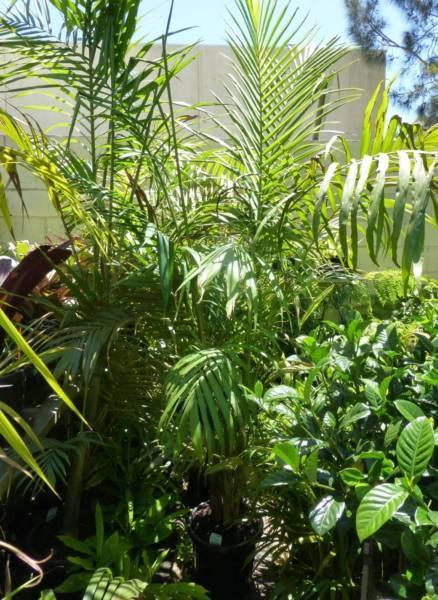 Plants Bangalow Palm Multi Stem $85-00ea