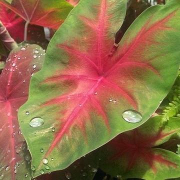Caladium Red Belly - angel wings~ houseplant (sold)