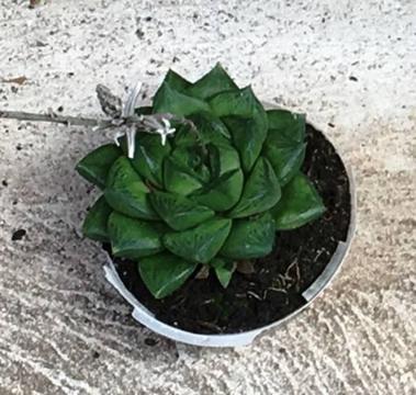 Haworthia Plant ?? Succulent ! - not sure about the name