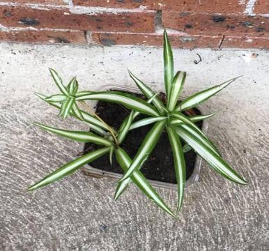Spider Plant - Air Purifier - For Hanging as well