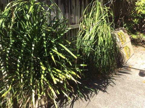 2 Ponytail plants free today must help remove them