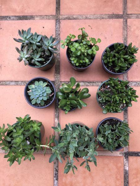 Healthy box of 9 succulents worth $95