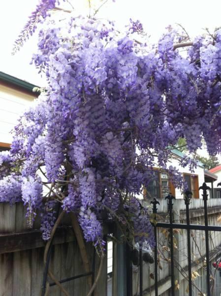 Beautiful Chinese Wisteria with flowers!
