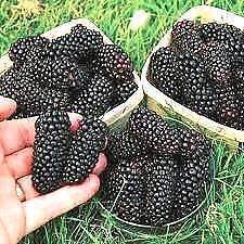 True Dwarf Variety Black Mulberry plants