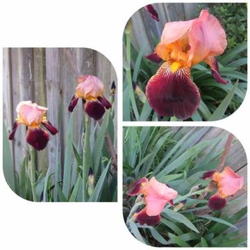 Beautiful Reddish Brown Iris Plant - Small Pot
