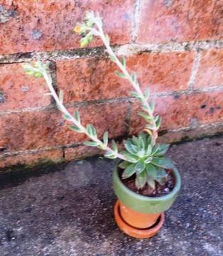 Beautiful Echeveria Pulvinata - Shrubby Succulent Plant ?? - Pot