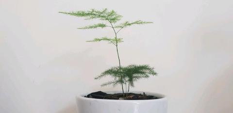 Asparagus Fern-Indoor Plant