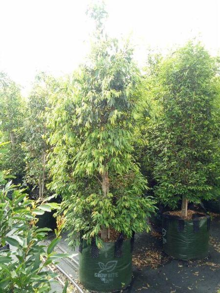 Waterhousia Floribunda 45L & 100L *SALE*