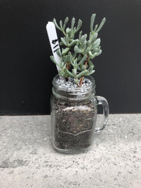 Succulents in cups - great gift ideas