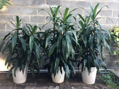 Big size dracaena plants for sale