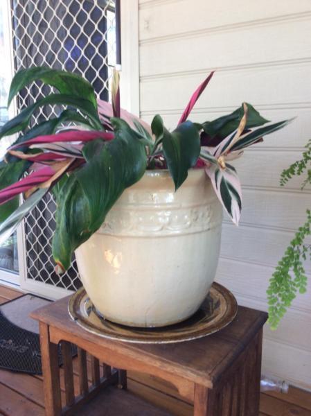 Large ceramic pot with beautiful tropical foliage