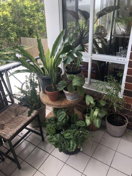 Indoor / outdoor patio plants