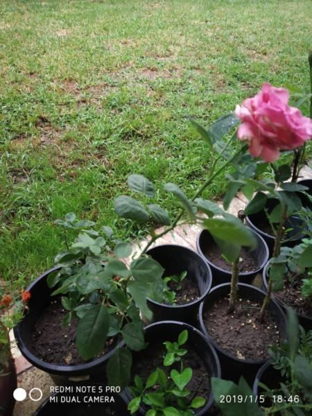 Rose Plants for sale