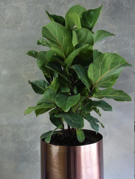 Fiddle Leaf Fig (Bambino) Many more indoor plants available