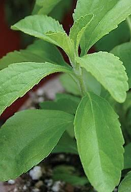 SteviaSweet Plant