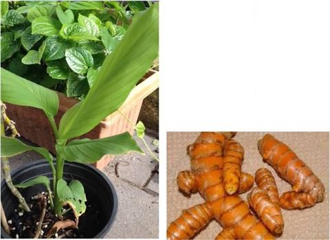 turmeric plant in pot