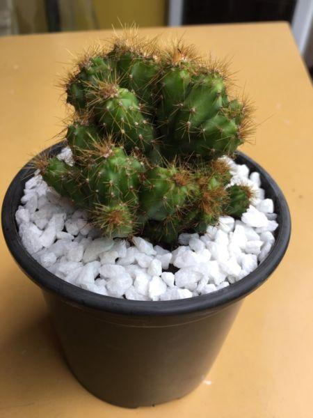 Rare Crested cereus cactus