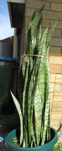 bunch of snake plants