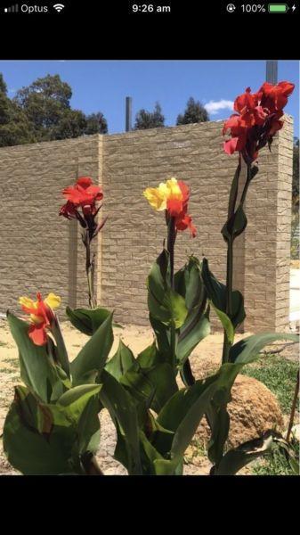 Wanted: Want to buy canna lily