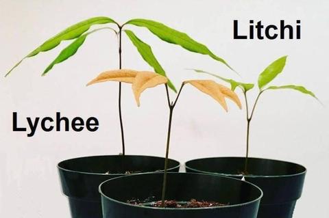 Lychee or Litchi Fruit Trees - More other fruit trees