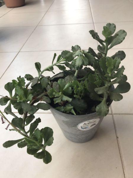 Succulent in pot for sale