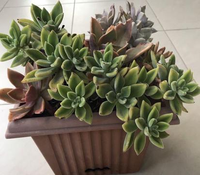 Succulent arrangement in pot for sale