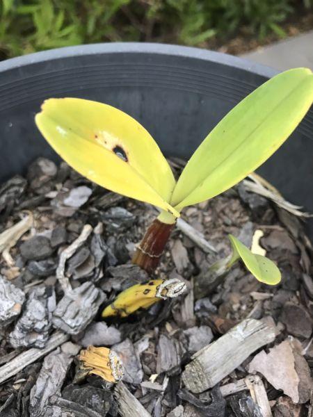 Orchid plants for sale