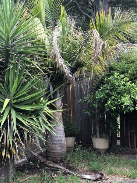 Spindle palm tree for sale