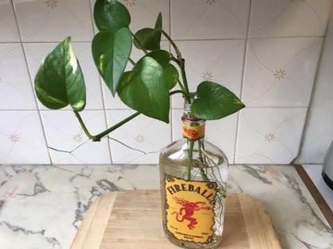Devils Ivy In Fireball Bottle