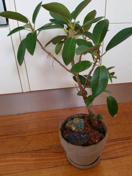 Bonsai fig 6 years old with azurite