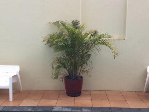Large Golden Cane Palms in Dark Red Pots