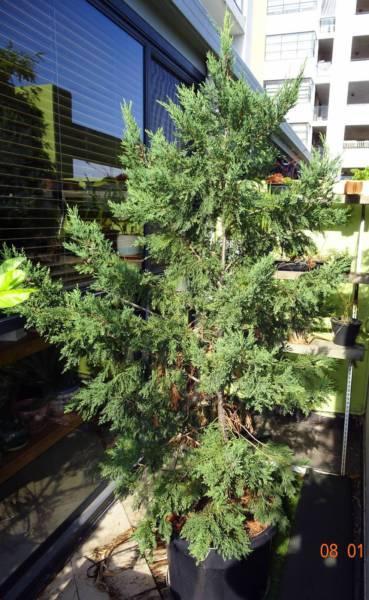 Pine Tree / Christmas Tree 2m tall
