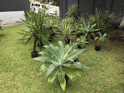 Yuccas,Cordylines,Foxtail Agaves and Mother In-Laws Tongue