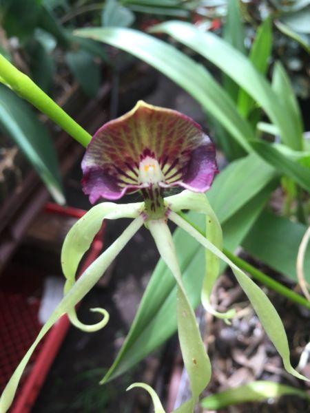 Octpus encyclia orchilds