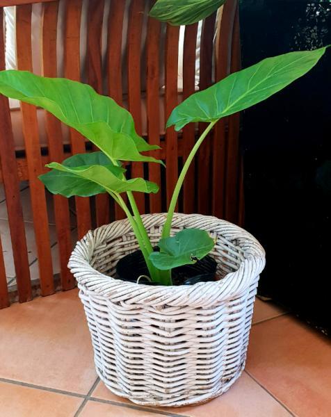 Indoor Plant in a White Basket