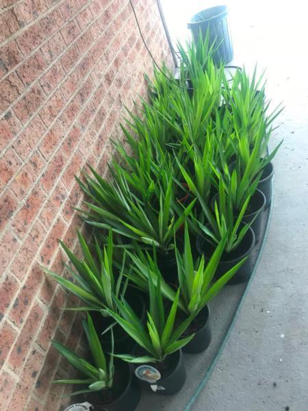 200 250 150mm YACCA PLANTS APPROX 150 OF THEM CHEAP BARGAIN