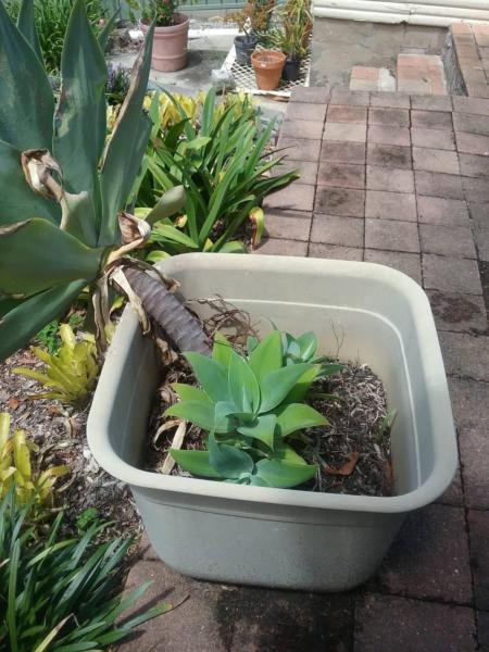 Garden pot with agave plants