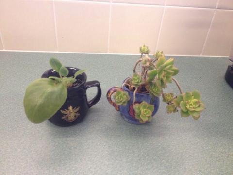 Pot plant indoor or outdoor