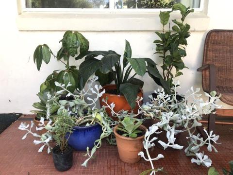 Potted House Plants and Succulents