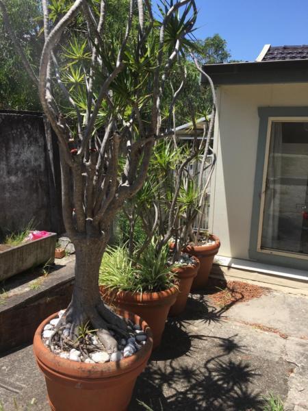 URGENT MUST GO large terracotta pot plants with mature plant
