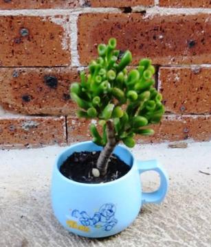 Crassula 'Gollum' Plant ?? Succulent ? in lovely mug !