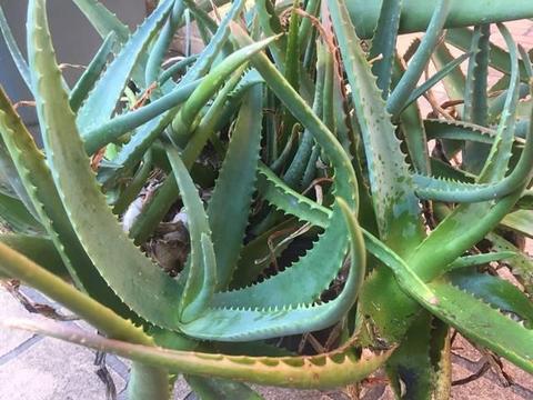 Mature Aloe Vera Plants $10 each