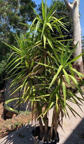 Mature Yucca Plant