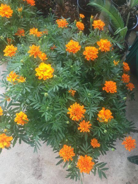 Orange flowering marigolds