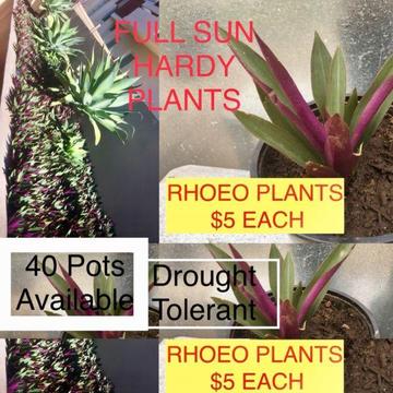 Rhoeo plants
