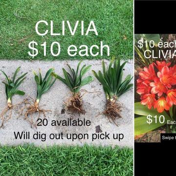 CLIVIA plants