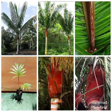 Dypsis lastelliana, redneck palm