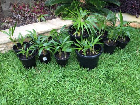 Palm Trees for Sale from $5