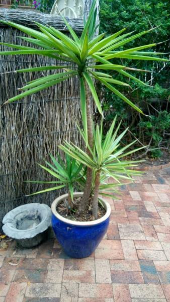 Yuccas in large ceremic pot