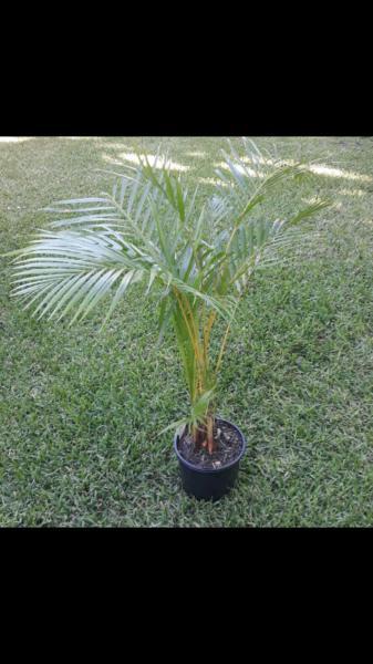 Potted Golden Cane Palm